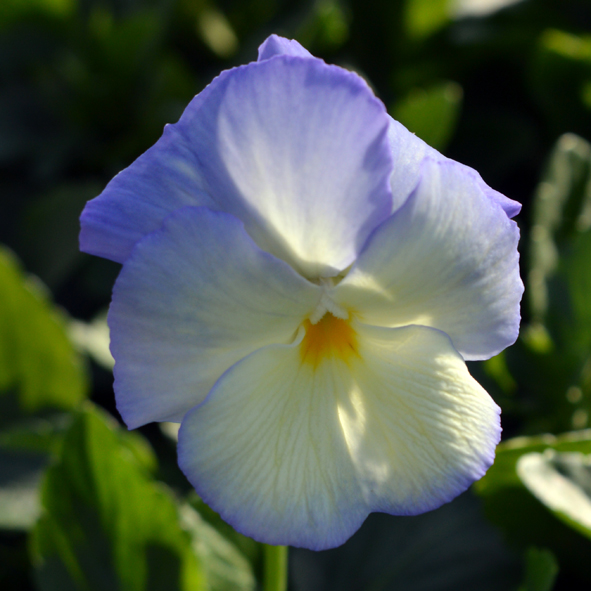 Victorian Viola Mabel